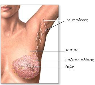 http://www.femme.gr/breast.jpg