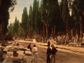 22 Cypresses and the road leading to the cemetery, Scutari, in Constantinople between 1890 and 1900